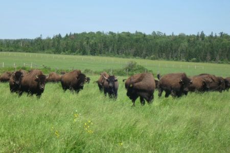 Algoma Agriculture